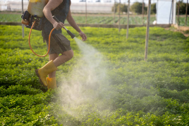 Trusted Toro Canyon, CA Pest Control Experts