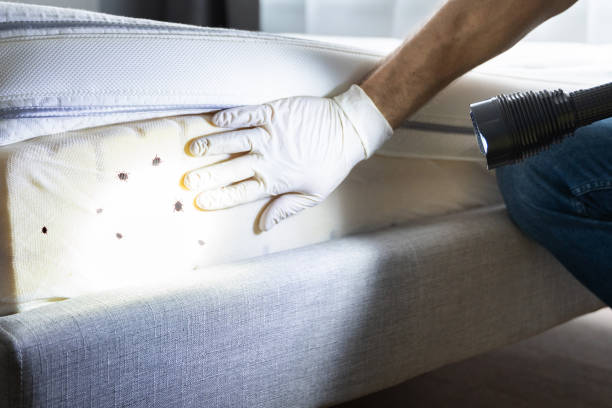 Best Emergency Pest Control  in Toro Nyon, CA